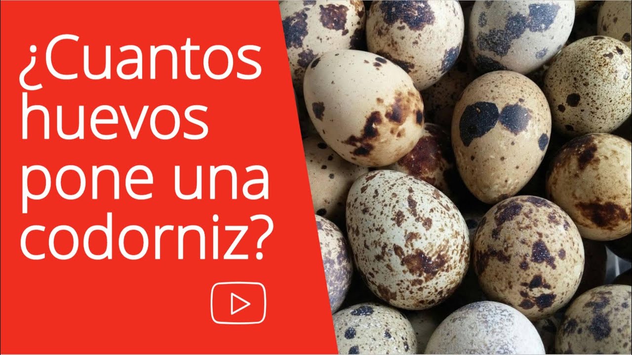 Cuantos Huevos De Codorniz Puede Comer Un Niño Al Día